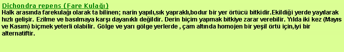 Metin Kutusu: Dichondra repens (Fare Kulağı)
Halk arasında farekulağı olarak ta bilinen; narin yapılı,sık yapraklı,bodur bir yer örtücü bitkidir.Ekildiği yerde yayılarak hızlı gelişir. Ezilme ve basılmaya karşı dayanıklı değildir. Derin biçim yapmak bitkiye zarar verebilir. Yılda iki kez (Mayıs ve Kasım) biçmek yeterli olabilir. Gölge ve yarı gölge yerlerde , çam altında homojen bir yeşil örtü için,iyi bir alternatiftir.
